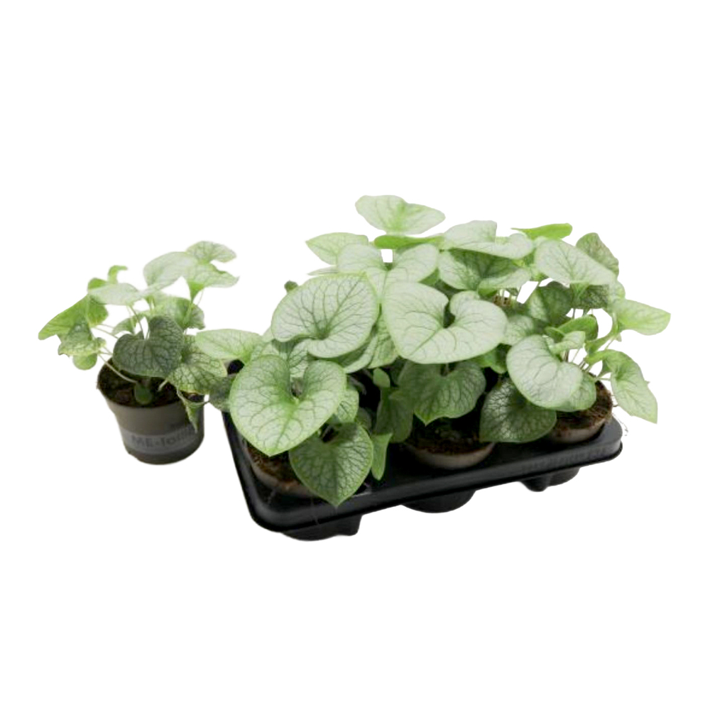 Brunnera macrophylla jack frost