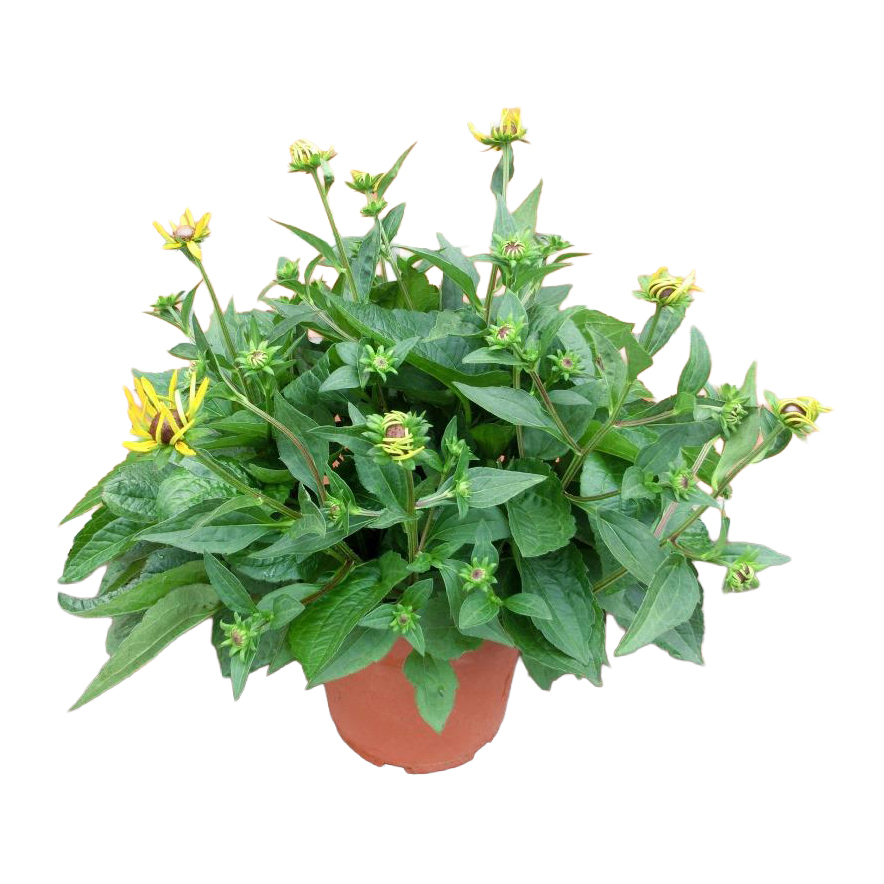 Rudbeckia fulgida goldsturm