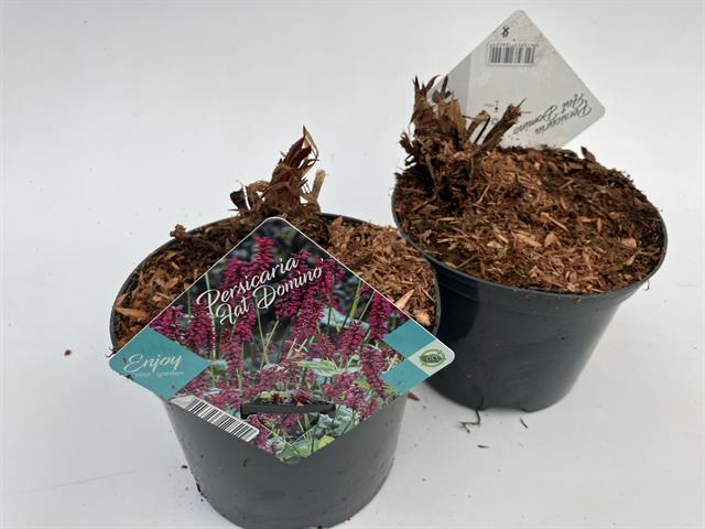 Persicaria