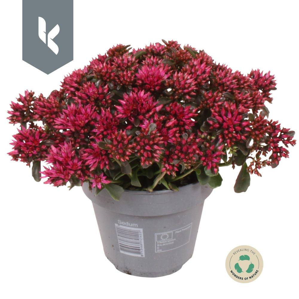sedum