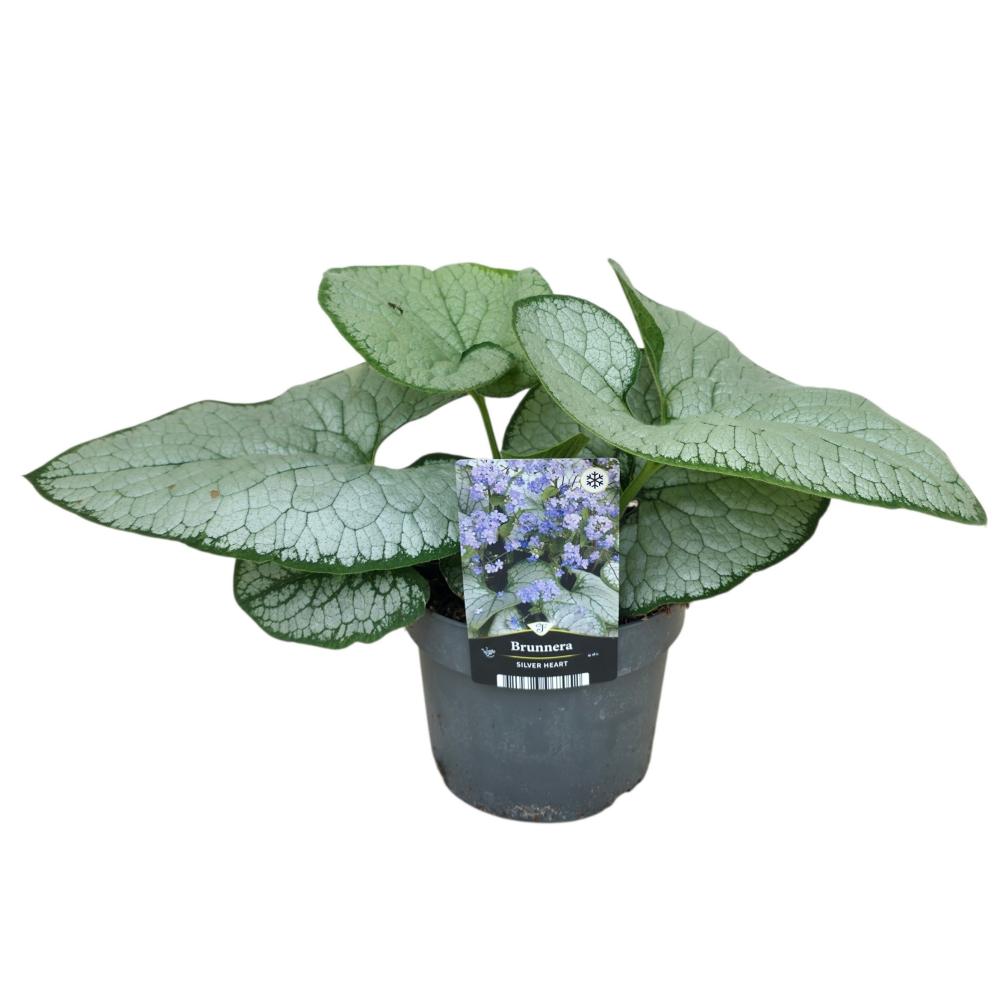 Brunnera