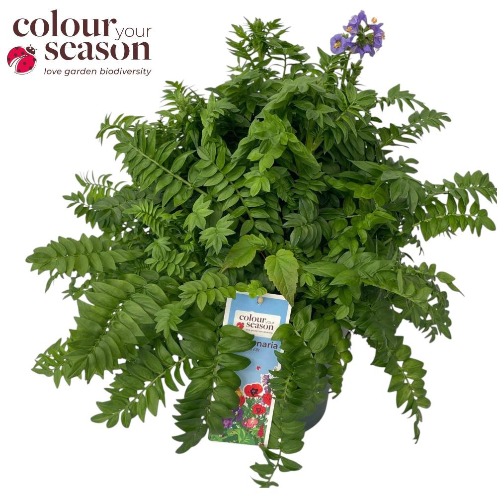 Polemonium