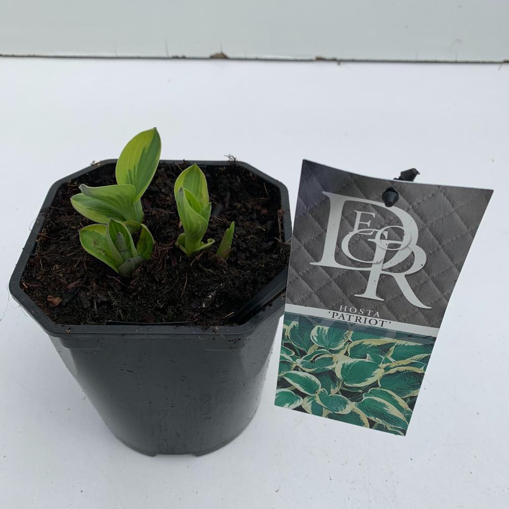 hosta
