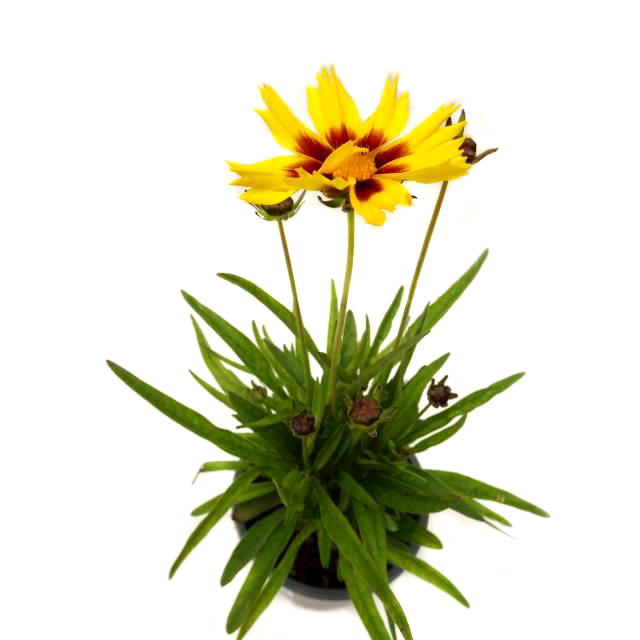 Coreopsis grandiflora sunkiss