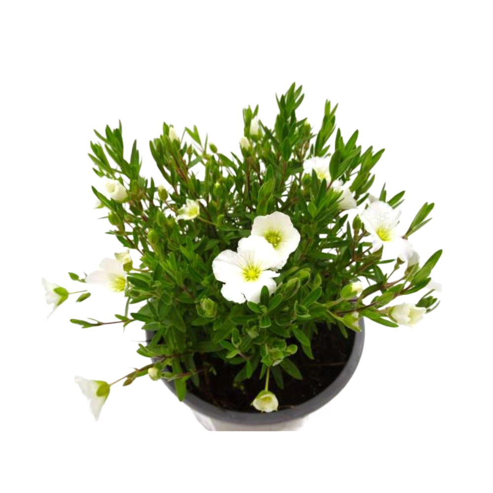 Arenaria montana summer white