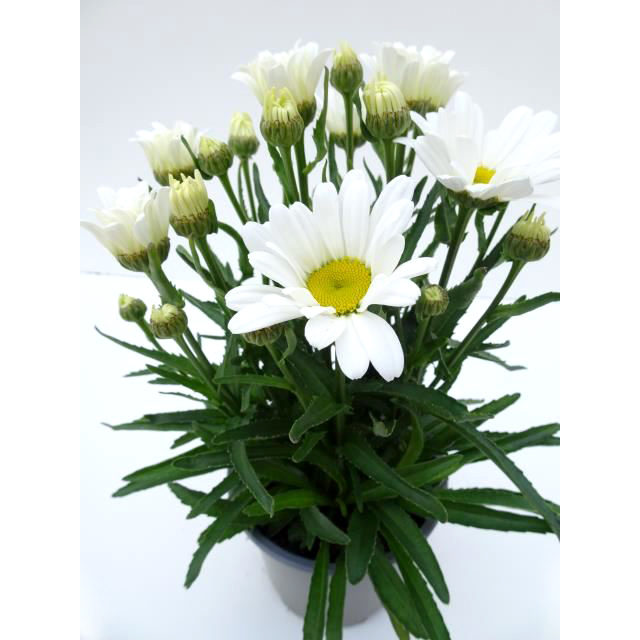 Leucanthemum maximum western star