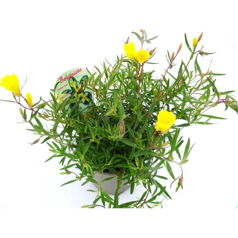 Oenothera