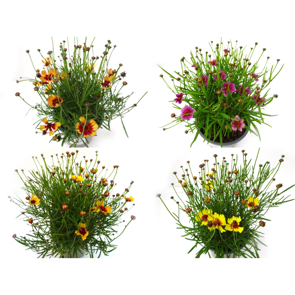 Coreopsis verticillata