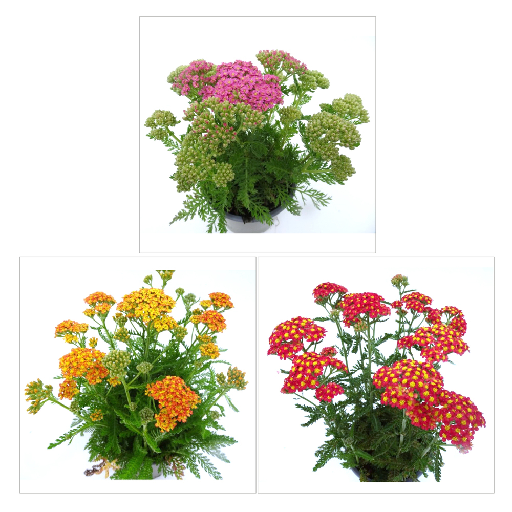 Achillea millefolium