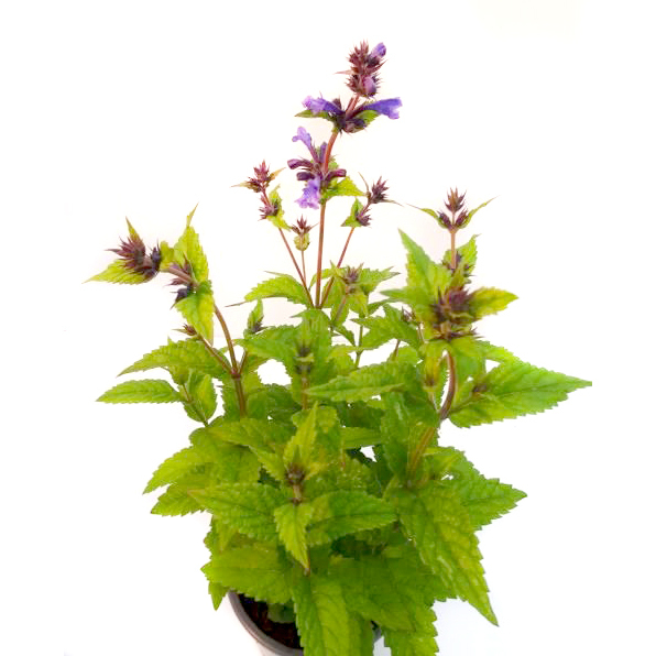 Nepeta neptune