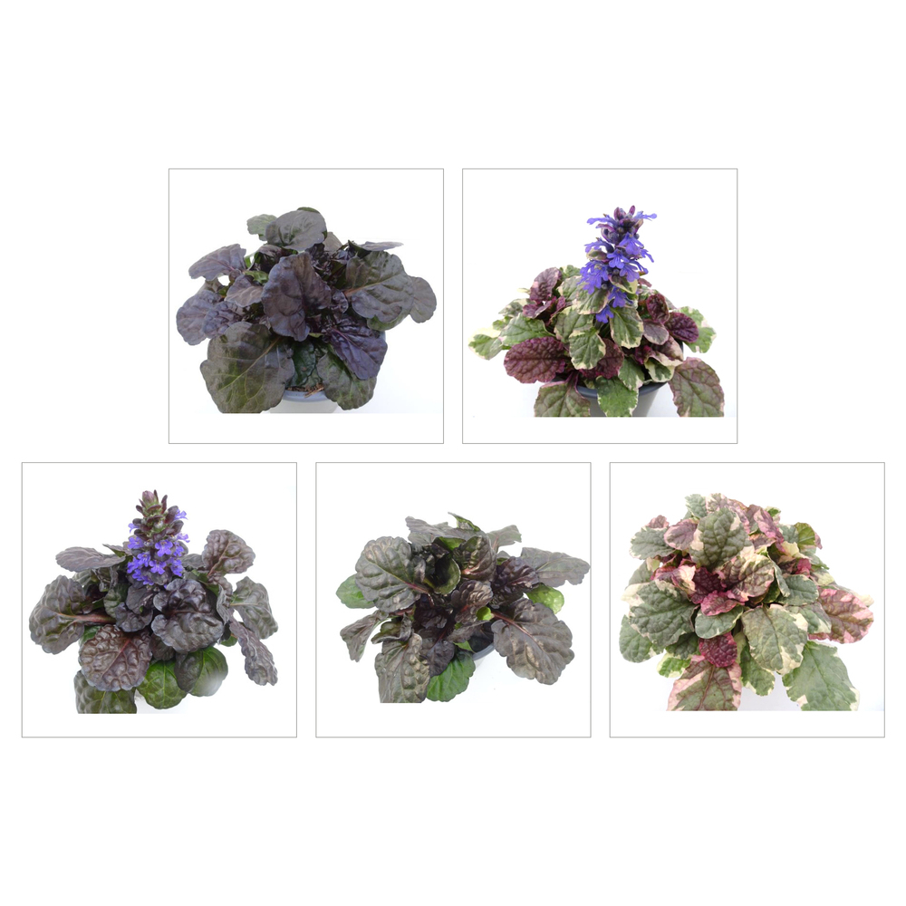 Ajuga reptans günsel