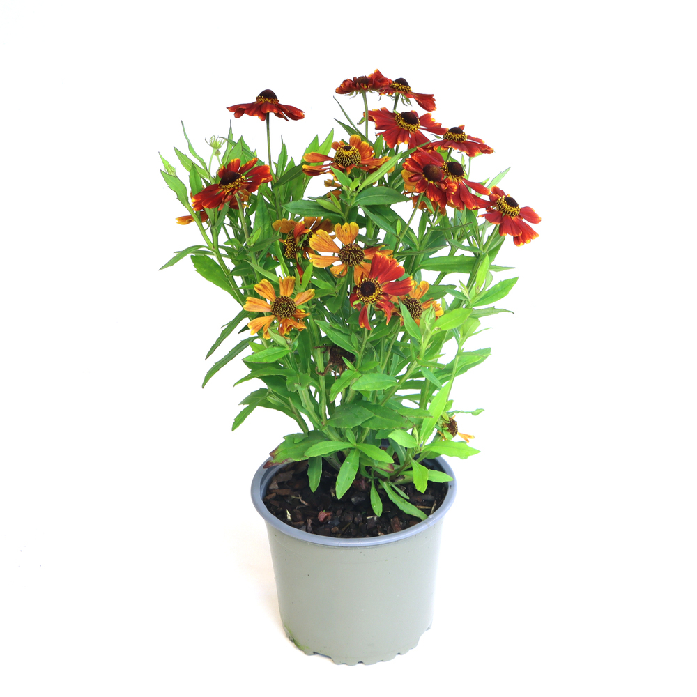 Helenium