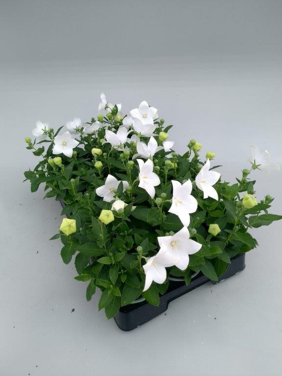 Platycodon
