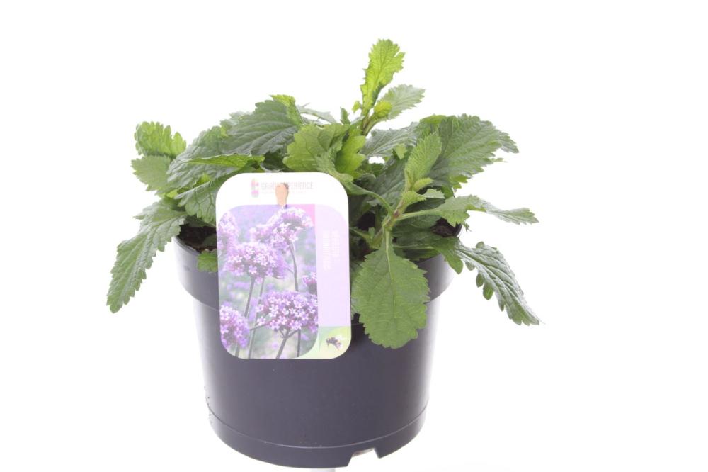 Verbena