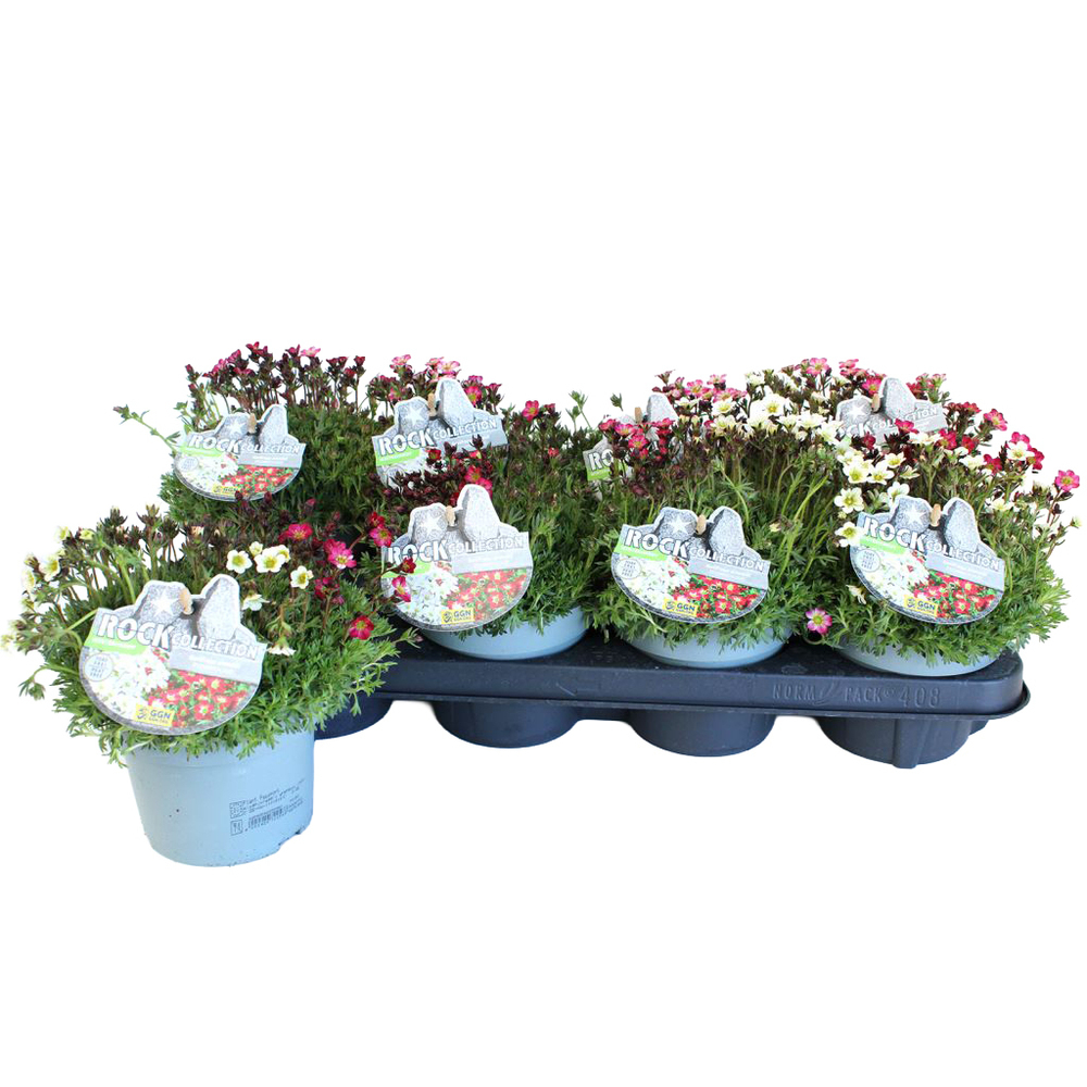 Saxifraga arendsii twin