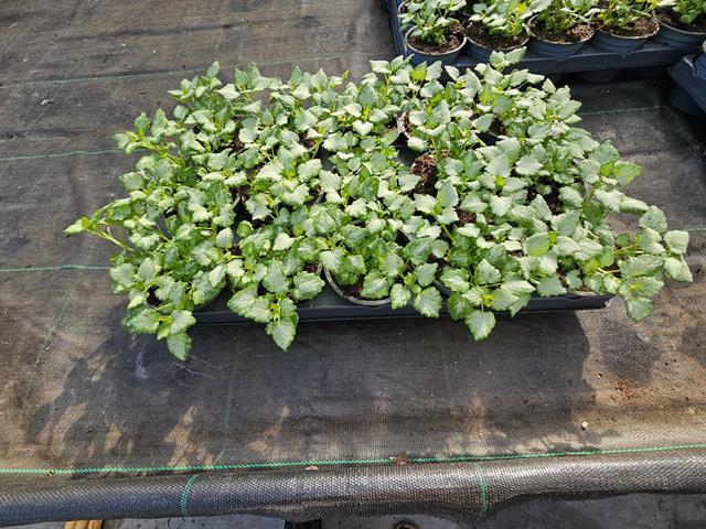 Lamium