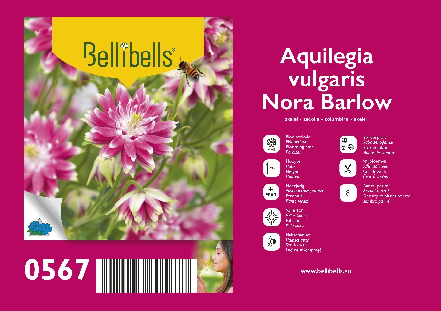 Aquilegia