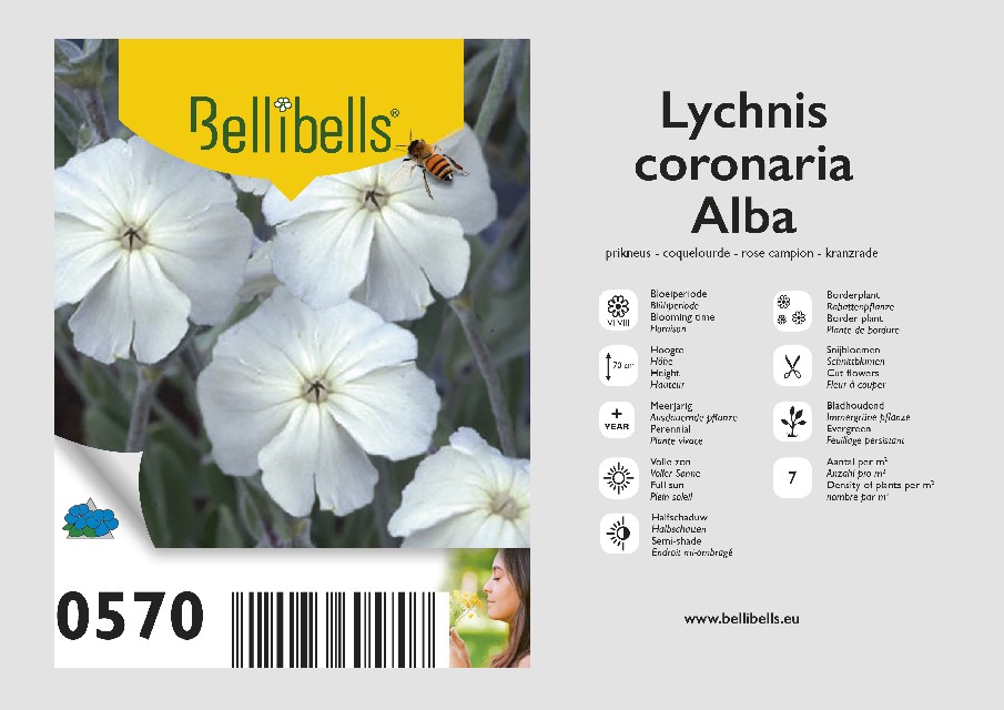 Lychnis