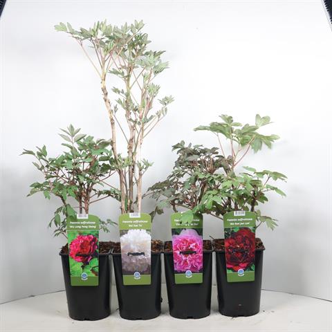 paeonia suffruticosa