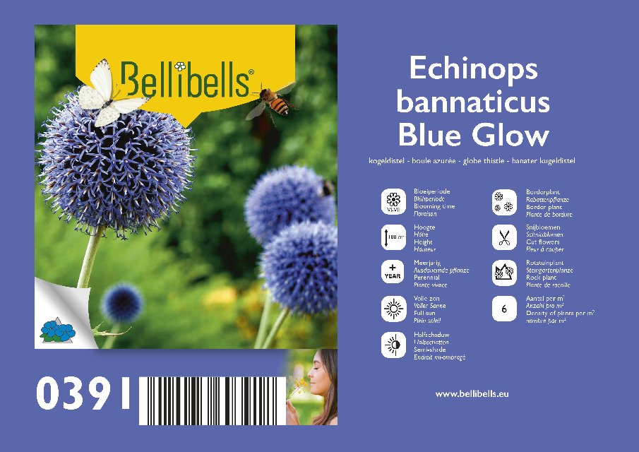 Echinops