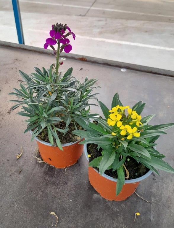 Erysimum
