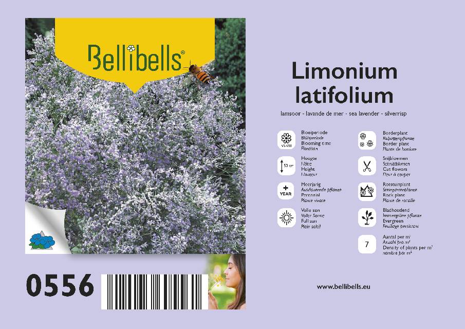 Limonium