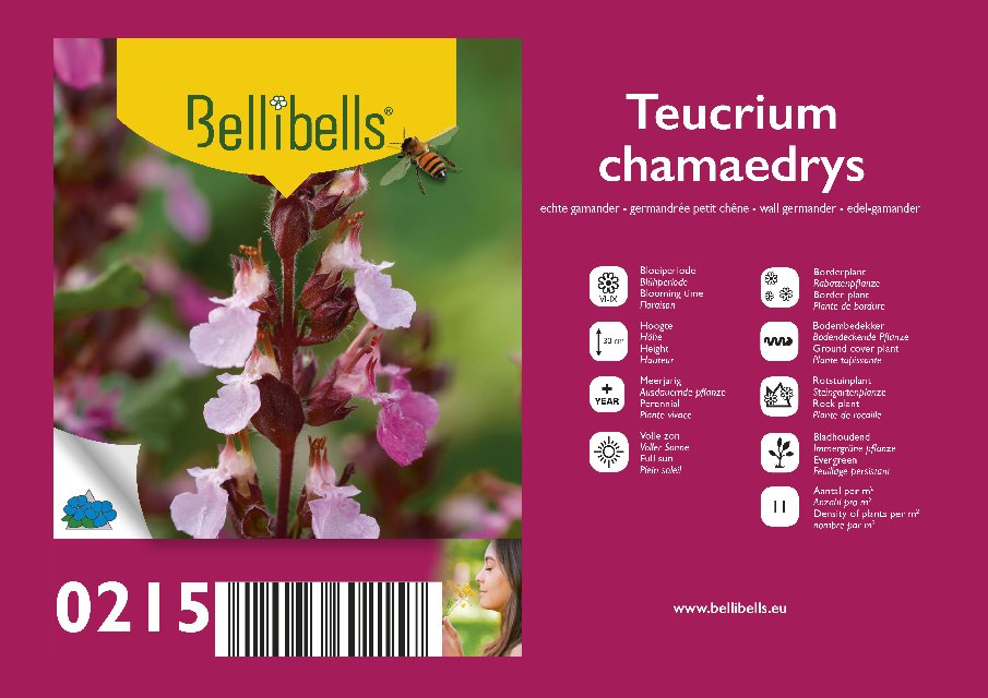 Teucrium