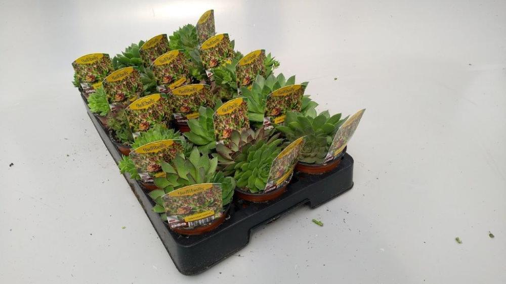 Sempervivum
