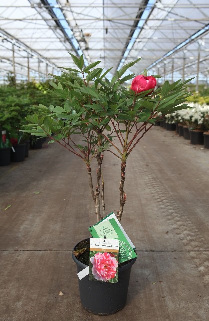 paeonia suffruticosa