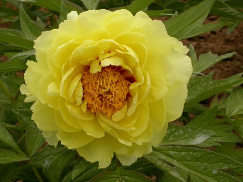 paeonia suffruticosa