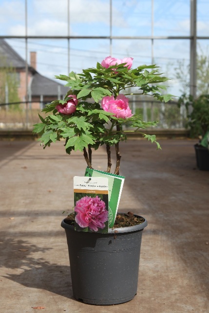 paeonia suffruticosa