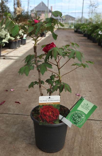 paeonia suffruticosa