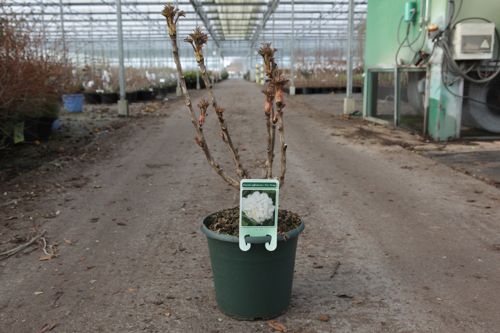 paeonia suffruticosa