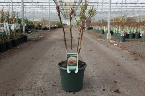 paeonia suffruticosa