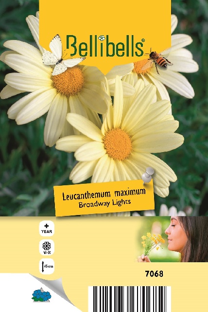 Leucanthemum