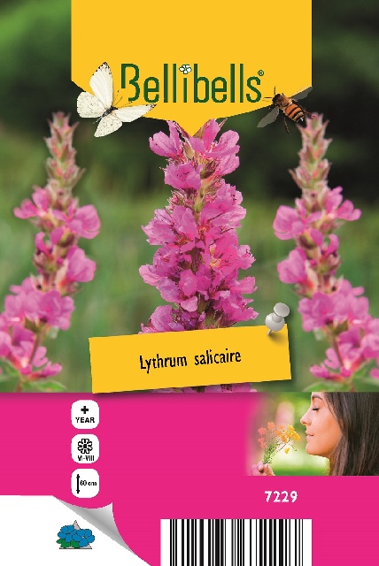 Lythrum