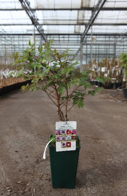 Paeonia rockii