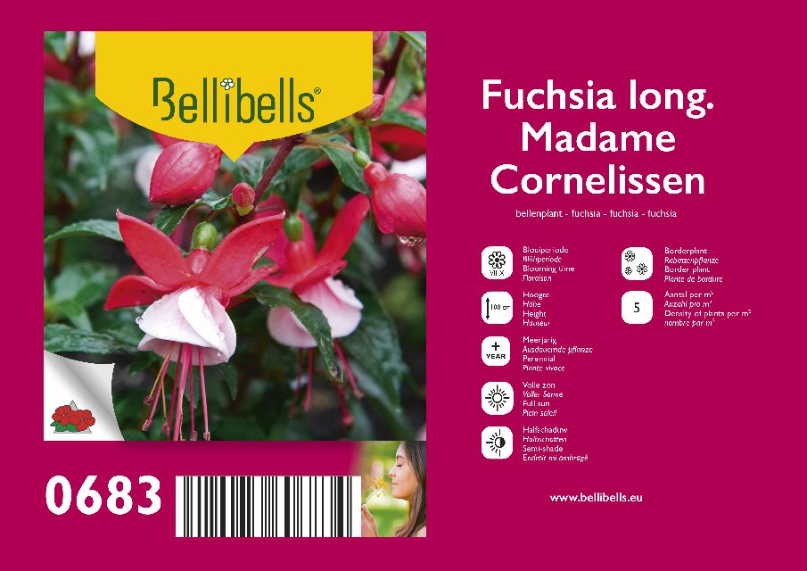 Fuchsia