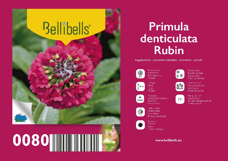 Primula