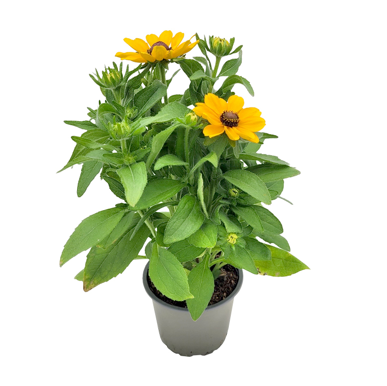 Rudbeckia hirta toto