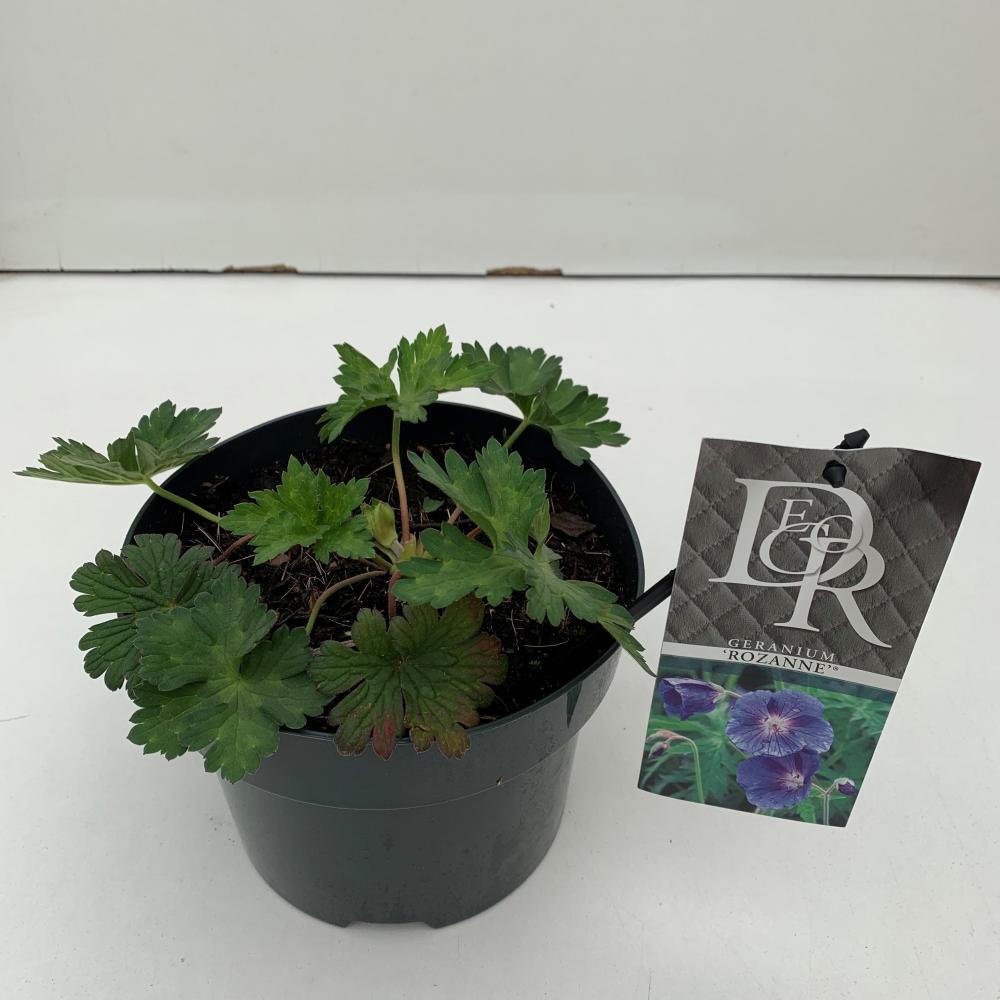 Geranium