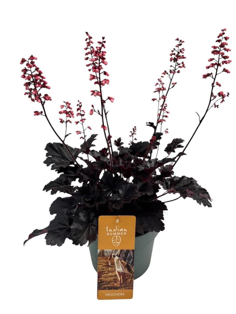 Heuchera