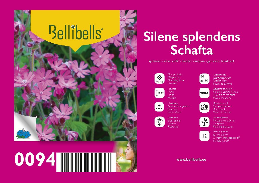 Silene