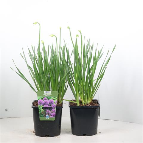 allium