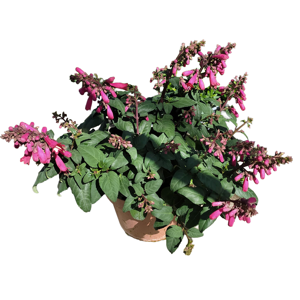 Phygelius capensis