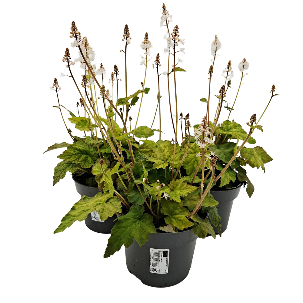 Tiarella cordifolia wherryi