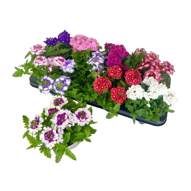 Verbena x hybrida drums