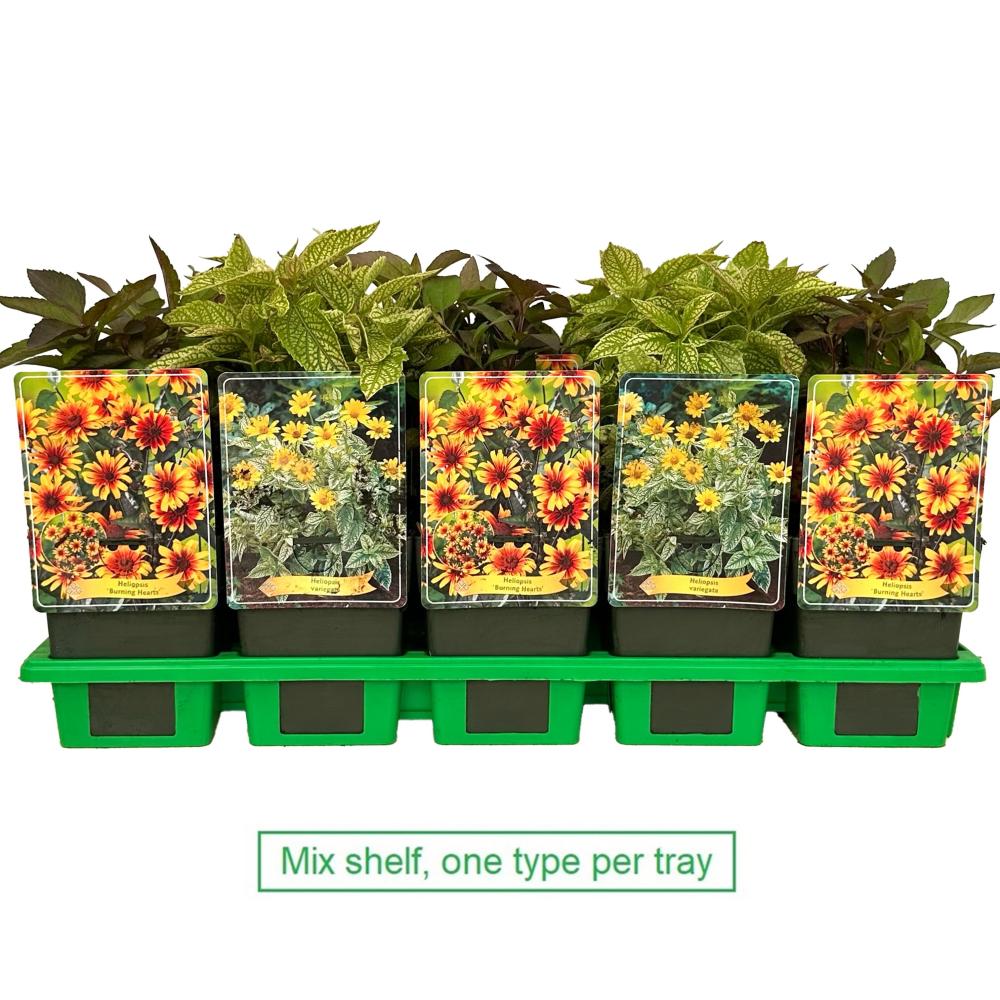 Heliopsis