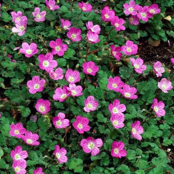 Erodium variabile bishops form