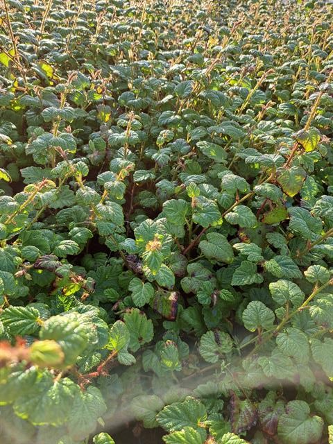 Rubus